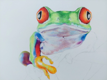 Later progress photo of the same picture, with the body of the frog half drawn.